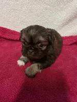 Kellie , a female Pekingese for sale in Lincoln, AR – 5 of 10