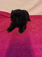 Baby, a female Pekingese for sale in Lincoln, AR – 2 of 10