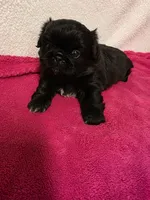Baby, a female Pekingese for sale in Lincoln, AR – 8 of 10