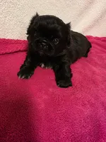 Baby, a female Pekingese for sale in Lincoln, AR – 5 of 10