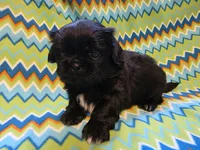 CKC Shadow , a male Pekingese for sale in Lincoln, AR – 2 of 9