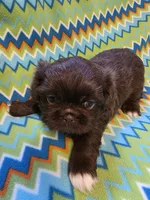 CKC Zipp, a male Pekingese for sale in Lincoln, AR – 2 of 10