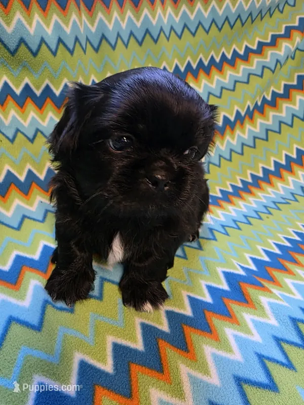 CKC Shadow  – Pekingese puppy for sale in Lincoln, AR