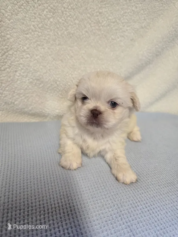 Max – Pekingese puppy for sale in Lincoln, AR
