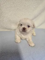 Max, a male Pekingese for sale in Lincoln, AR – 1 of 10