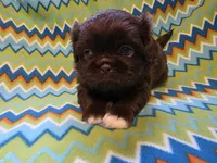 CKC Zipp, a male Pekingese for sale in Lincoln, AR – 7 of 10