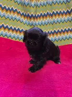 CKC Piper , a female Pekingese for sale in Lincoln, AR – 4 of 10