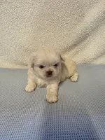 Max, a male Pekingese for sale in Lincoln, AR – 10 of 10