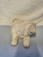 Ace, a male Pekingese for sale in Lincoln, AR – 4 of 10