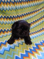 CKC Shadow , a male Pekingese for sale in Lincoln, AR – 4 of 9
