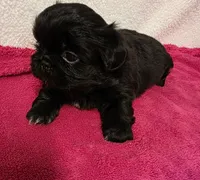 Baby, a female Pekingese for sale in Lincoln, AR – 3 of 10