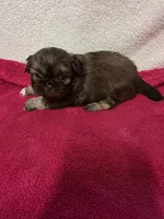Kellie , a female Pekingese for sale in Lincoln, AR – 8 of 10