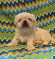 CKC DASH , a male Pekingese for sale in Lincoln, AR – 8 of 10