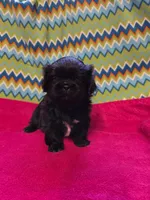 CKC Piper , a female Pekingese for sale in Lincoln, AR – 7 of 10
