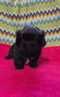 CKC Piper , a female Pekingese for sale in Lincoln, AR – 2 of 10