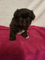 Mocha, a female Pekingese for sale in Lincoln, AR – 4 of 10