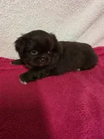 Mocha, a female Pekingese for sale in Lincoln, AR – 6 of 10