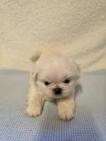 Ace, a male Pekingese for sale in Lincoln, AR – 8 of 10