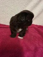 Mocha, a female Pekingese for sale in Lincoln, AR – 10 of 10
