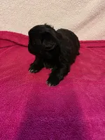 Baby, a female Pekingese for sale in Lincoln, AR – 10 of 10
