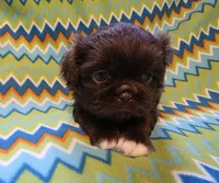 CKC Zipp, a male Pekingese for sale in Lincoln, AR – 6 of 10