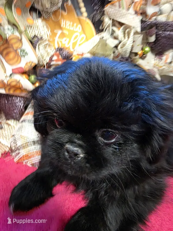 CKC Shadow  – Pekingese puppy for sale in Lincoln, AR