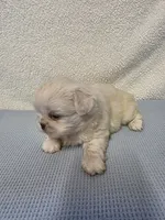 Max, a male Pekingese for sale in Lincoln, AR – 5 of 10