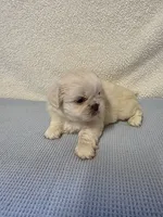 Max, a male Pekingese for sale in Lincoln, AR – 7 of 10