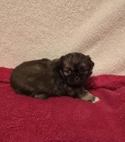 Kellie , a female Pekingese for sale in Lincoln, AR – 7 of 10