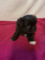 Mocha, a female Pekingese for sale in Lincoln, AR – 9 of 10