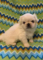 CKC DASH , a male Pekingese for sale in Lincoln, AR – 6 of 10