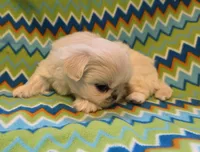 CKC DASH , a male Pekingese for sale in Lincoln, AR – 3 of 10