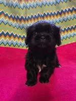 CKC Piper , a female Pekingese for sale in Lincoln, AR – 6 of 10