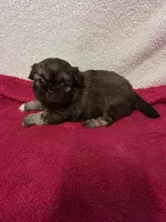 Kellie , a female Pekingese for sale in Lincoln, AR – 10 of 10