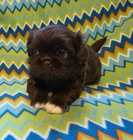 CKC Zipp, a male Pekingese for sale in Lincoln, AR – 5 of 10