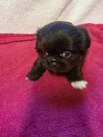 Mocha, a female Pekingese for sale in Lincoln, AR – 3 of 10