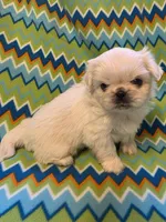CKC DASH , a male Pekingese for sale in Lincoln, AR – 10 of 10