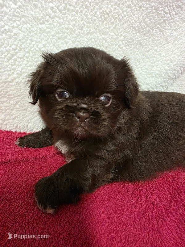 Mocha – Pekingese puppy for sale in Lincoln, AR