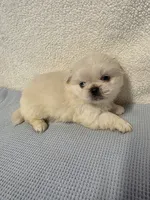 Ace, a male Pekingese for sale in Lincoln, AR – 2 of 10