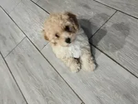 Peaches, a female Poodle - Toy  for sale in Phoenix, AZ – 4 of 8