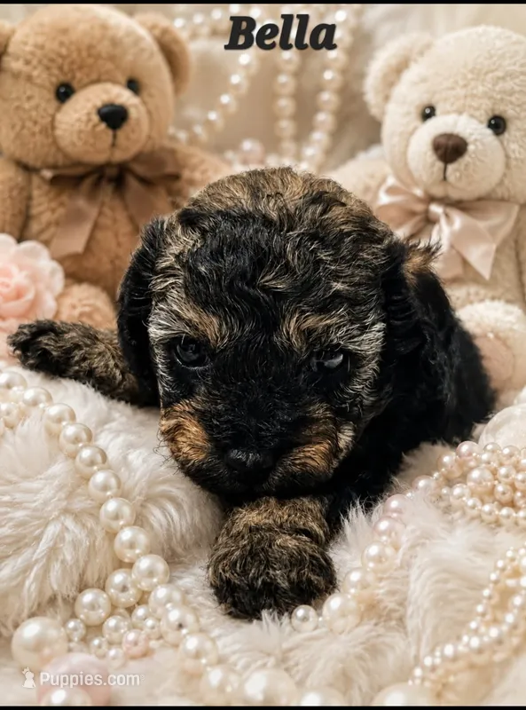 Bella – Poodle - Toy  puppy for sale in Phoenix, AZ