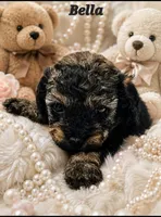 Bella, a female Poodle - Toy  for sale in Phoenix, AZ – 1 of 2