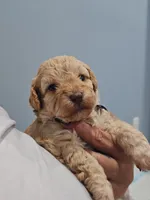 Rose, a female Poodle - Toy  for sale in Phoenix, AZ – 2 of 2