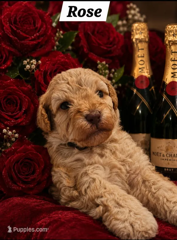 Rose – Poodle - Toy  puppy for sale in Phoenix, AZ