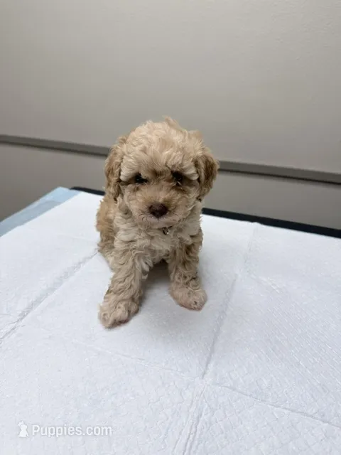 Rose – Poodle - Toy  puppy for sale in Phoenix, AZ