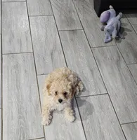 Peaches, a female Poodle - Toy  for sale in Phoenix, AZ – 3 of 8