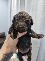 Truffle, a female Poodle - Toy  for sale in Phoenix, AZ – 3 of 3