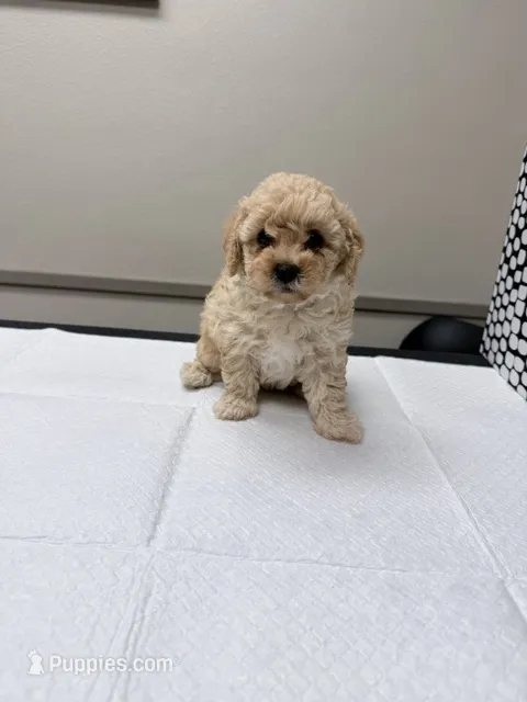 Peaches – Poodle - Toy  puppy for sale in Phoenix, AZ