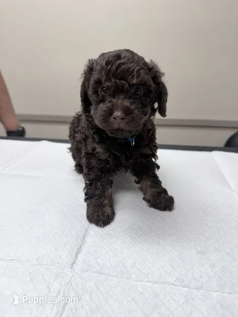 Truffle – Poodle - Toy  puppy for sale in Phoenix, AZ