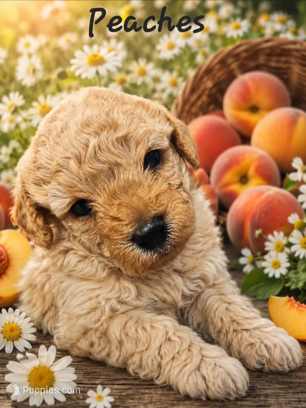 Peaches – Poodle - Toy  puppy for sale in Phoenix, AZ